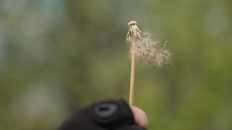 close-up view of dandelion stem with seeds partially blown away in soft motion, captured in sharp detail with blurred foggy green background, gloved hand holding stem gently in outdoor daylight