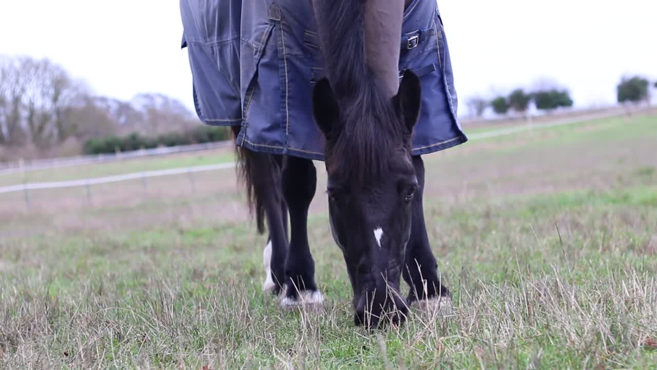 un hermoso caballo comiendo hierba fresca en una fría mañana de invierno