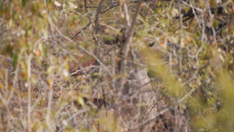 Greater-Kudu-antelope-grazing-on-twigs-in-dense-thicket,-rack-focus