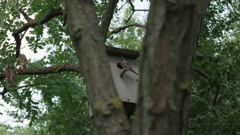 Sparrow feeding chicks at birdhouse