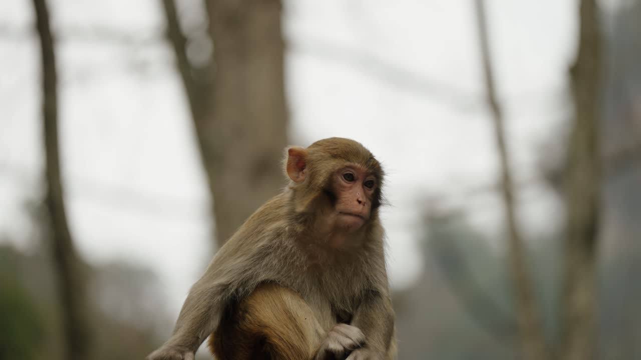 Juvenile Tibetan macaque (Macaca thibetana) perches quietly on a wooden rail in a foggy forest, gazing ahead with alert eyes.