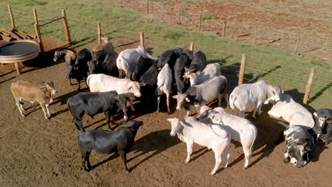 Livestock-in-confinement,-oxen,-cows,-aerial-view-in-cloudy-day