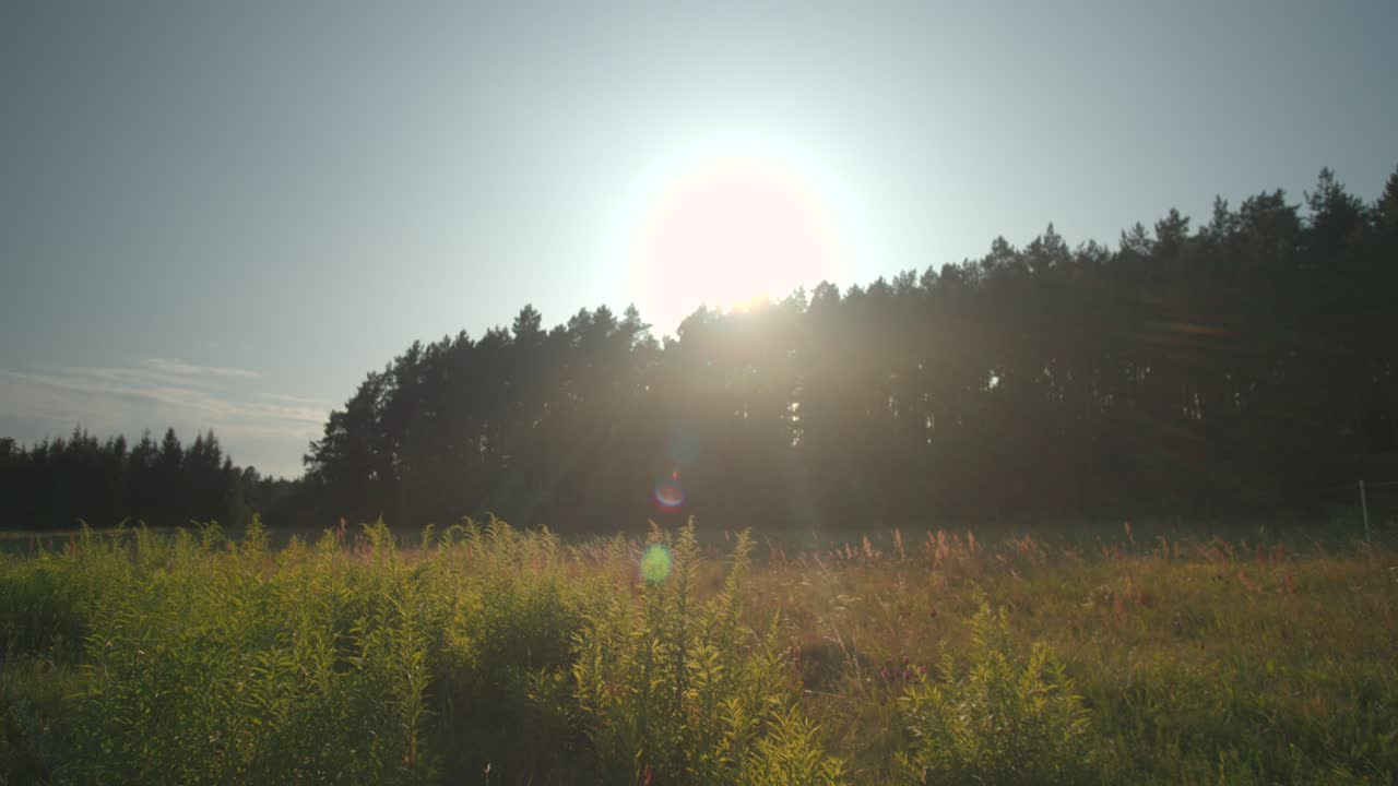 летний дикий луг замедленная съемка