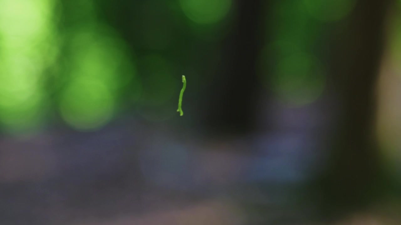 A tiny insect suspended in midair inside a peaceful forest, surrounded by soft green bokeh and natural woodland light
