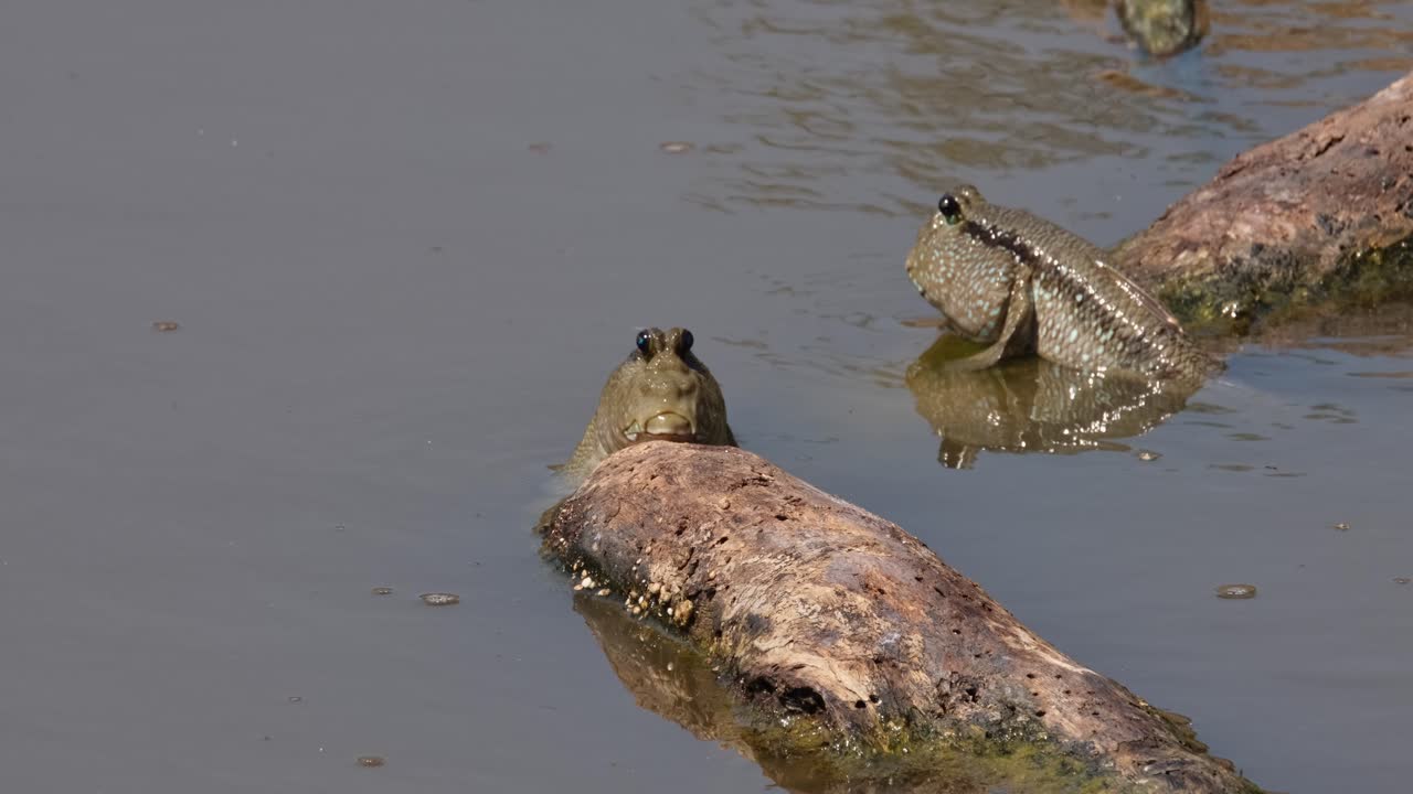 To individer hviler på drivvedstykker, gullflekkete gjørmefisk (Periophthalmus chrysospilos), Thailand