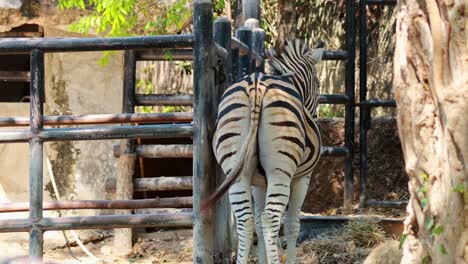 cebras en el zoológico