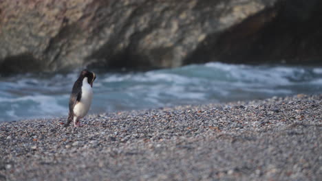 fiordland crested penguin grooming at the beach at sunset with waves splashing in background