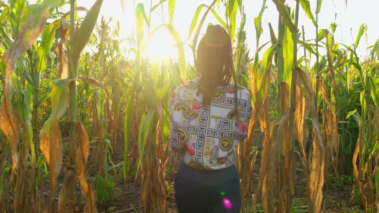 mujer agricultora africana ingeniera en ropa tradicional usando una tableta digital moderna monitoreo comprobando la cosecha en la plantación de grano de trigo en áfrica, agricultura de precisión agritech concepto agritech