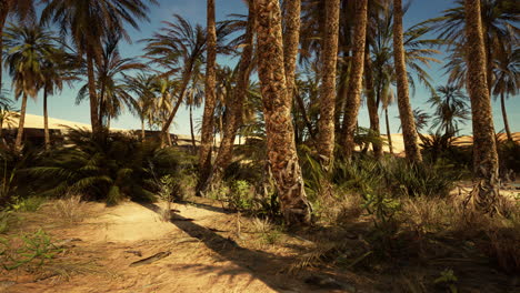 palmeras en el oasis de al ain