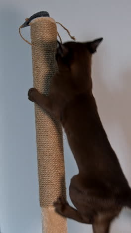 pedigree cat climbing indoors. burmese cat playing with rope. adorable purebred kitten plays at home. funny pet. vertical video
