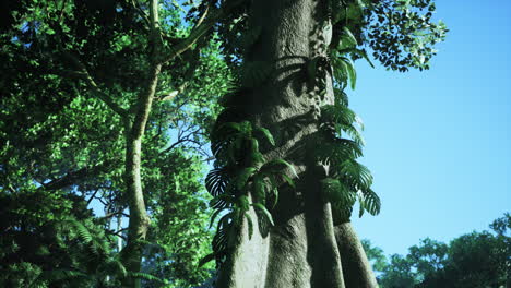 árbol de la jungla