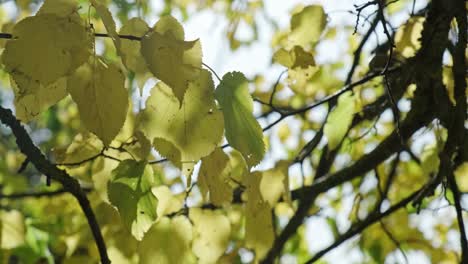 close up of yellow leaves moving in the wind