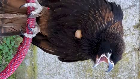 Close-up-of-young-vulture-on-perch-screaming-and-moving-head