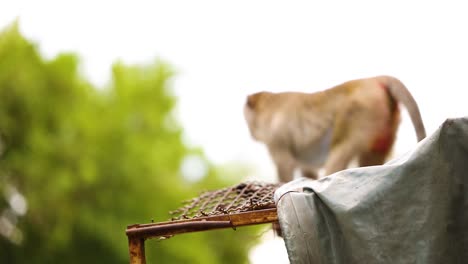 monkey moves across a structure in chonburi