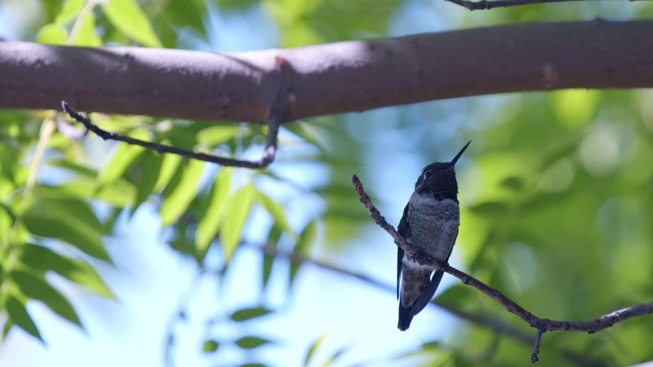 cerrar el perfil lateral del colibrí sentado en la rama