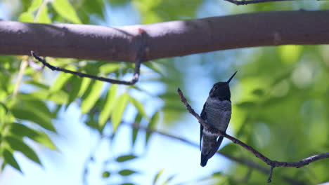 Close-up-side-profile-of-hummingbird-sitting-on-branch