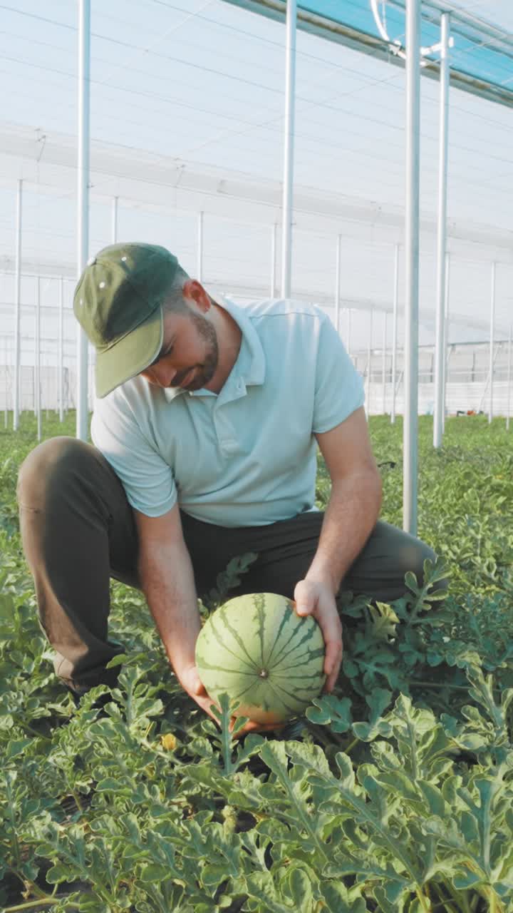 Farmer examining watermelon growth in greenhouse