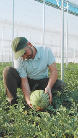 farmer examining watermelon growth in greenhouse