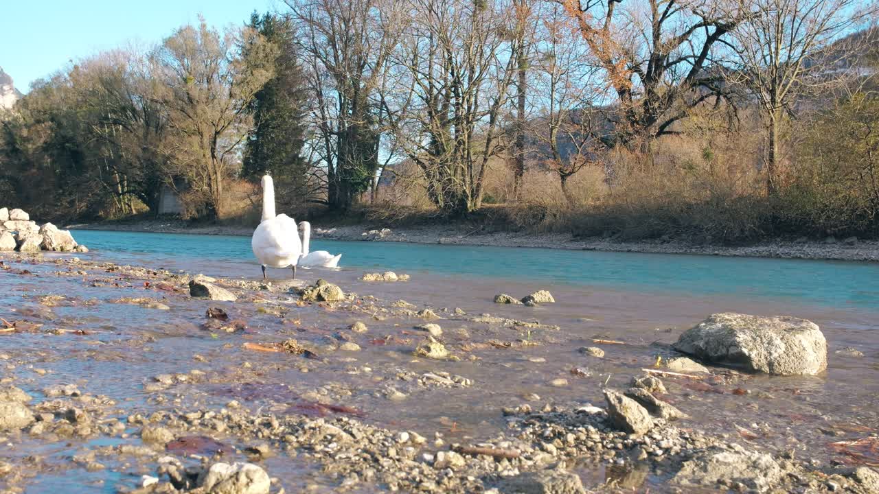 Two swans in shallow water at the edge of Walensee, Switzerland. Peaceful scene with natural beauty. Ideal for nature and wildlife content.