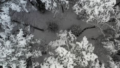 AERIAL:-Top-Shot-of-Flying-Over-Wild-Dark-Frozen-Forest-in-Nature-in-Winter