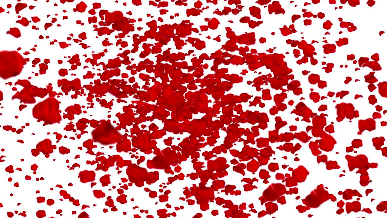 красные лепестки розы летают в вихре на белом фоне с исчезновением, петлей беспрепятственно