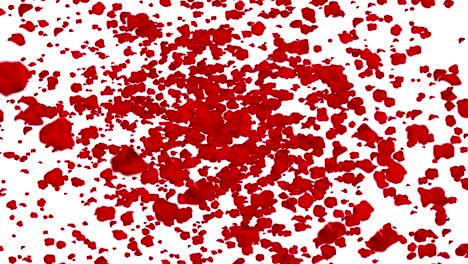 pétalos de rosa rojos volando en vórtice sobre un fondo blanco con desvanecimiento, bucle sin costuras