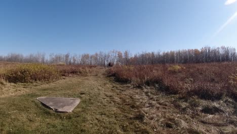 Plains-Wood-Bison-Buffalo,-Der-An-Einem-Herbstnachmittag-In-Den-Wald-Geht,-Während-Die-Kamera-An-Einem-Sonnigen,-Klaren,-Blauen-Herbsthimmel-Mit-Einem-Natürlichen-Aufflackern-Von-Oben-Rechts-In-Einem-45-Grad-Winkel-2-2-Nach-Rechts-Schwenkt