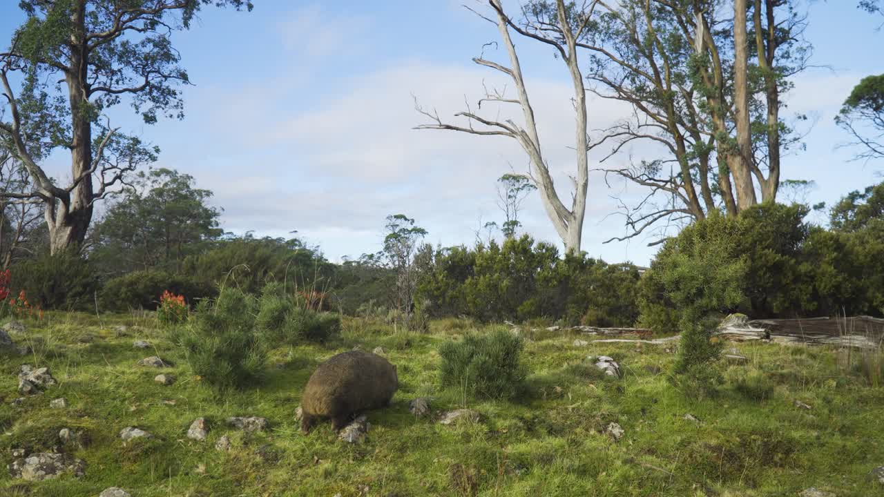 plano general de la parte trasera de un wombat comiendo hierba en una colina verde