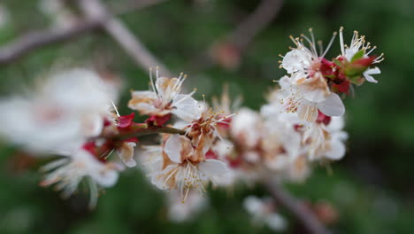 Weiße-Blumen-Verzweigen-Sich-Wiegender-Wind-Im-Koreanischen-Frühlingspark.-Frühlingsblume-Blüht