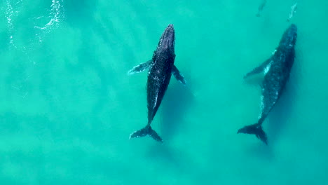 3 humpback whales accompanied by 2 dolphins swim through frame