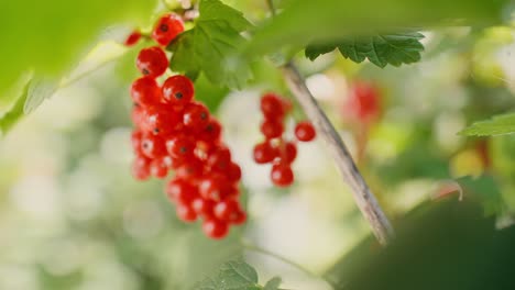 extreme close up of red currant