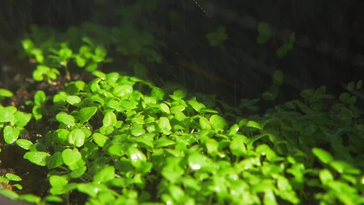 Close up of oregano leaves while watering