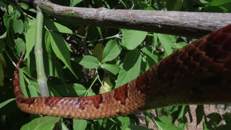 cola de serpiente de maíz deslizándose en la rama de un árbol