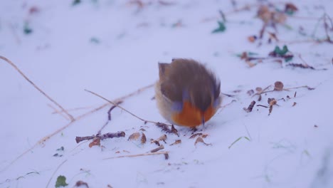 Durstiger-Rotkehlchenvogel,-Der-Im-Winter-Schnee-Isst