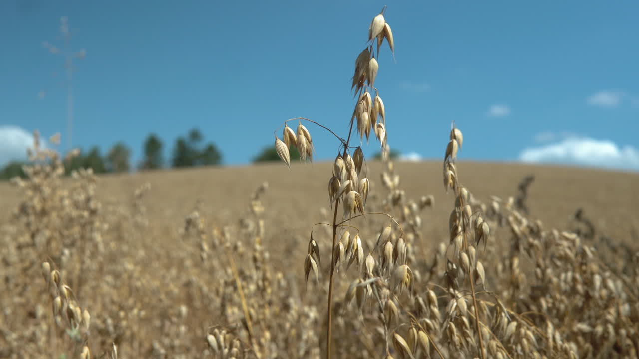 화창한 날에 보리 밀에 가까운 얕은 초점