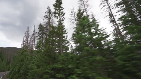 driving through an alpine forest