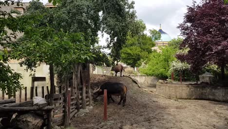 búfalos de bosque machos y hembras al aire libre
