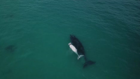 Toma-De-Dron-4k-De-Ballena-Con-Cría-Albina