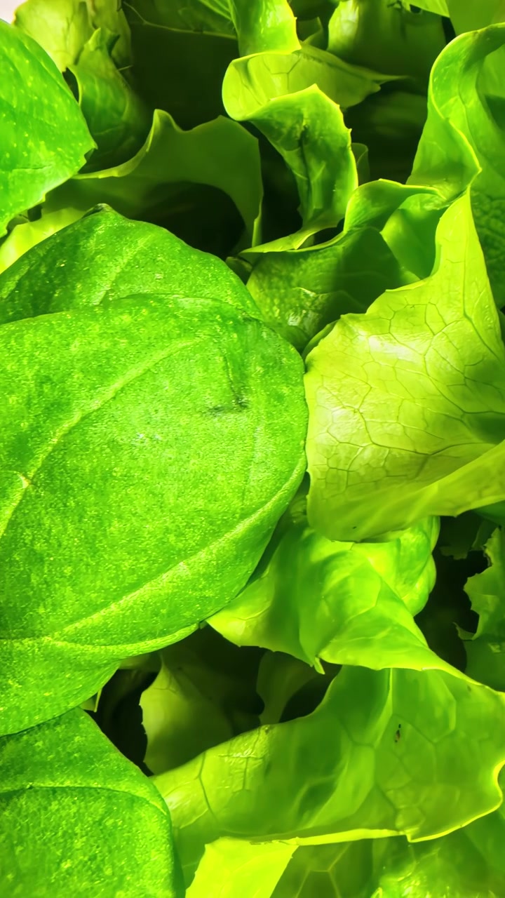 Carrellata a sinistra su lattuga riccia fresca e verdure a foglia lucide, che riflettono la vitalità croccante e la bellezza naturale dei prodotti freschi dell'orto al loro massimo.