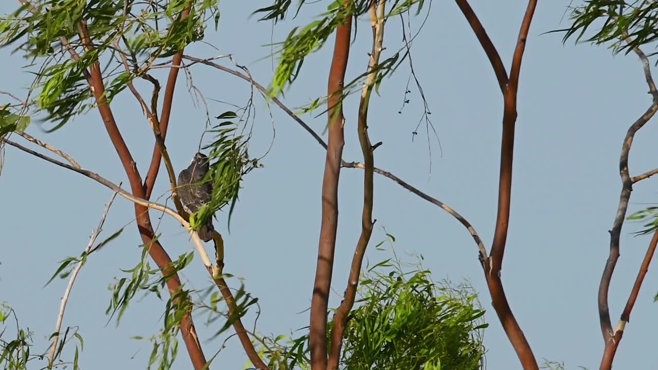 Peregrine Falcon, Falco peregrinus, covered by Eucalytus Tree leaves and then exposed as the wind blows hard and it looks back to check around during a hot afternoon