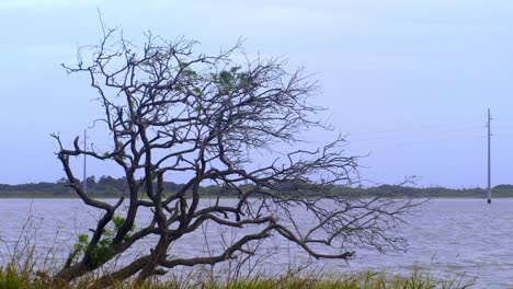 a leafless tree blows in the wind
