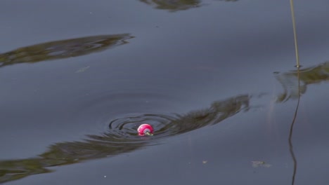 Fishing-Bobber-Floating-On-The-Water---high-angle