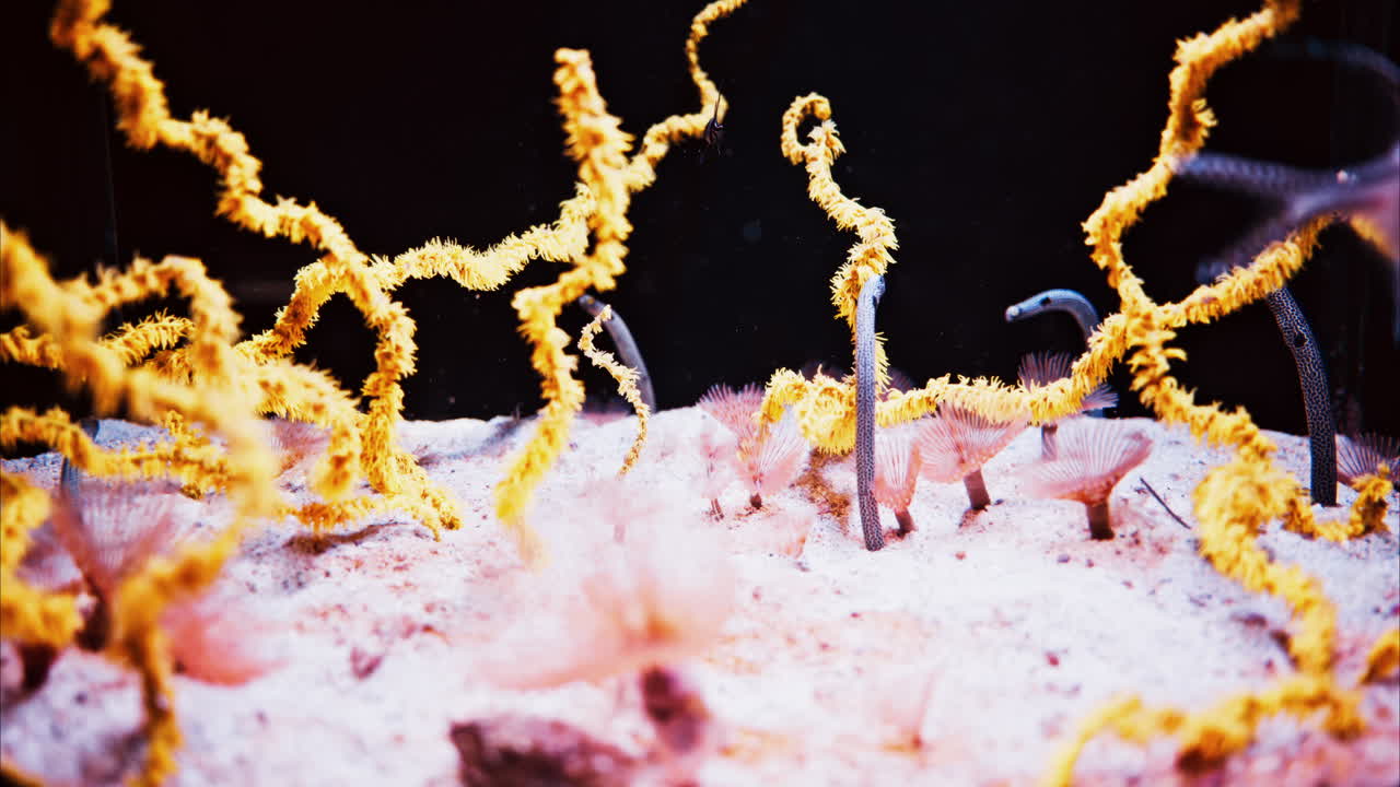 Close up of a Spotted garden eel heteroconger inside a coral reef