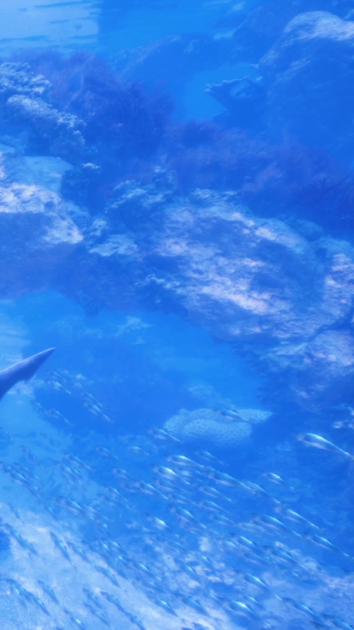 Manta raya nada cerca de un arrecife de coral en el océano tropical