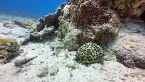 underwater shot of cypraea tigris, commonly known as the tiger cowrie near mnemba island, zanzibar, tanzania.