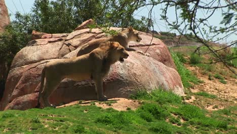 Mediumshot-Of-A-Male-And-Female-Lion-Looking-Out-Over-The-Countryside