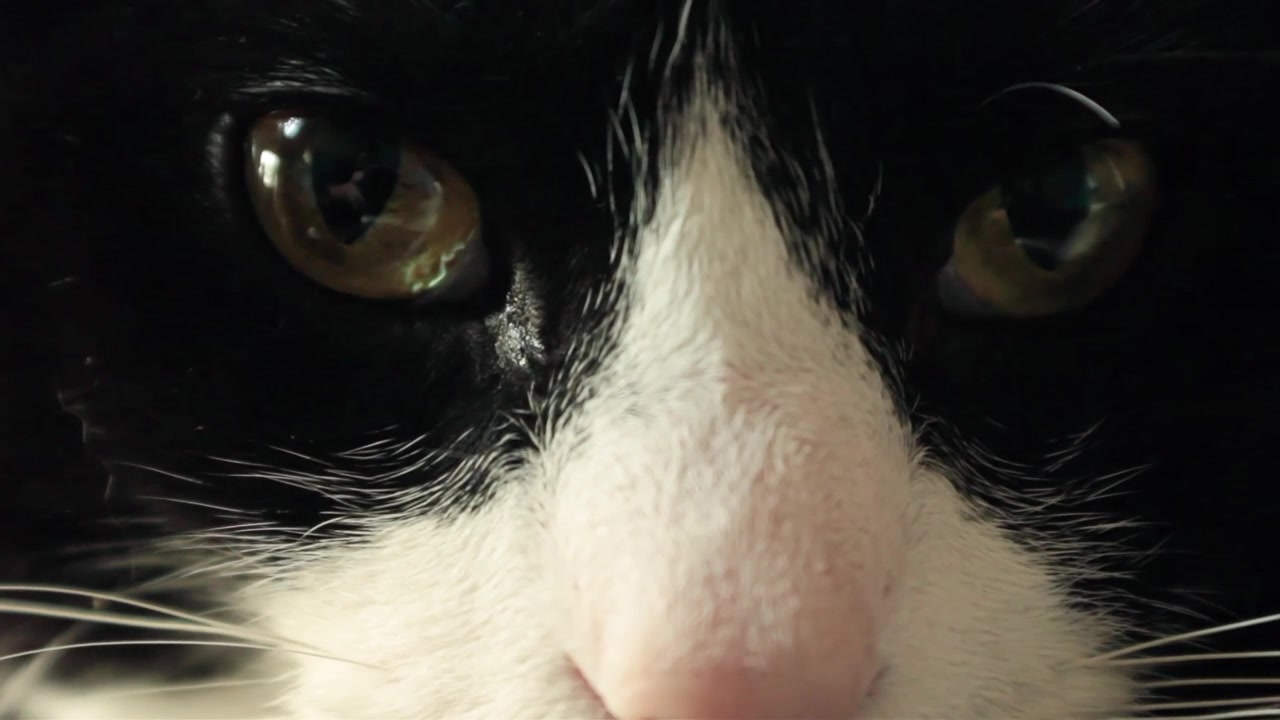 Close-up extremo de um gato preto e branco com olhos dourados; ele começa olhando para fora da câmera e, em seguida, desvia o olhar para encarar diretamente a lente.