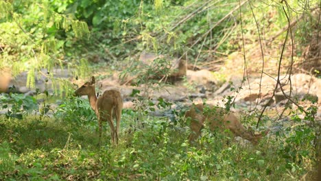 two eld's deer grazing under the shade of the forest at a stream, panolia eldii, huai kha kaeng wildlife sanctuary, thailand