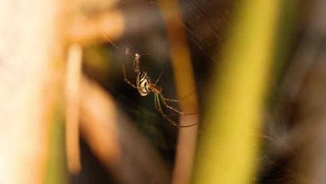 spider weaving web in gold coast garden