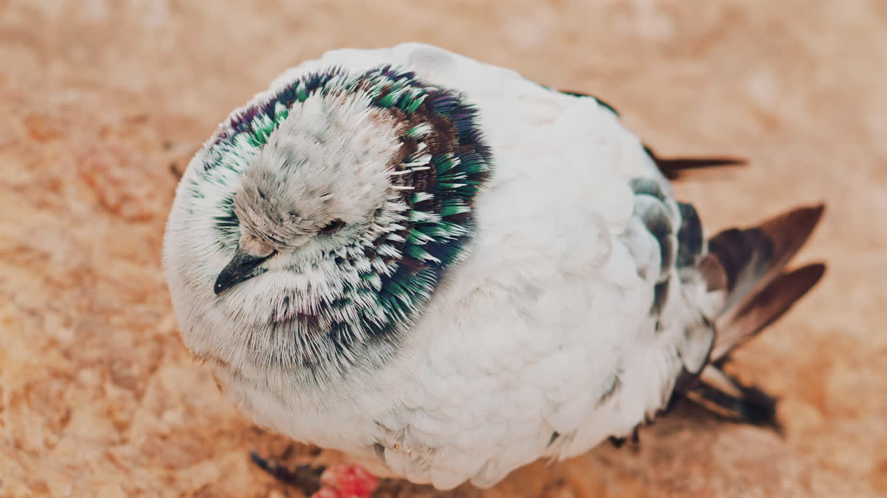 Close up o fa fluffy pigeon perched on a warm colored rock near the sea